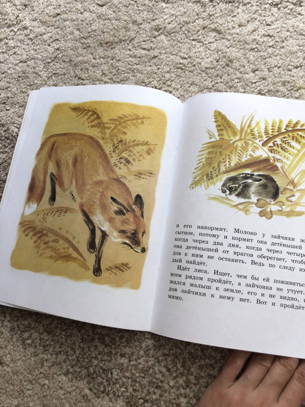 Иллюстрация 58 из 59 для Как заяц в лесу живёт - Вера Чаплина | Лабиринт - книги. Источник: Нешта  Анастасия
