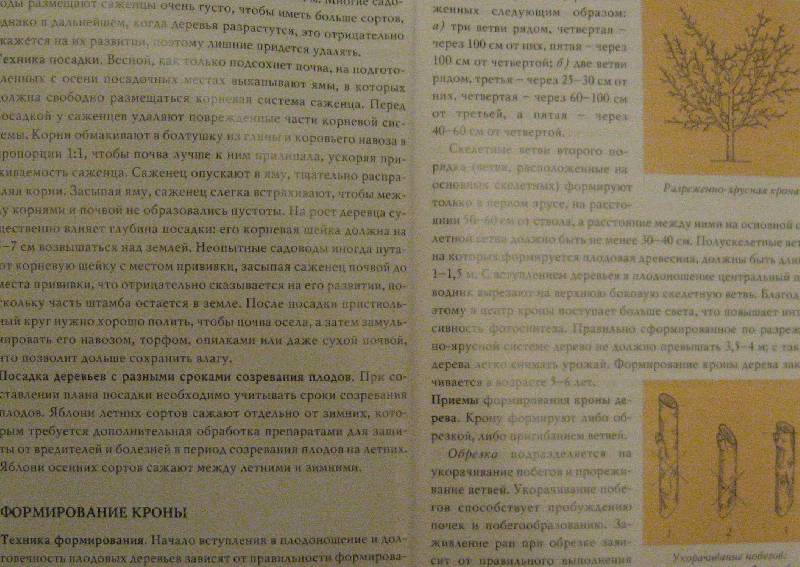Иллюстрация 5 из 10 для Яблоня - Криворучко, Горбунов | Лабиринт - книги. Источник: Флоренция