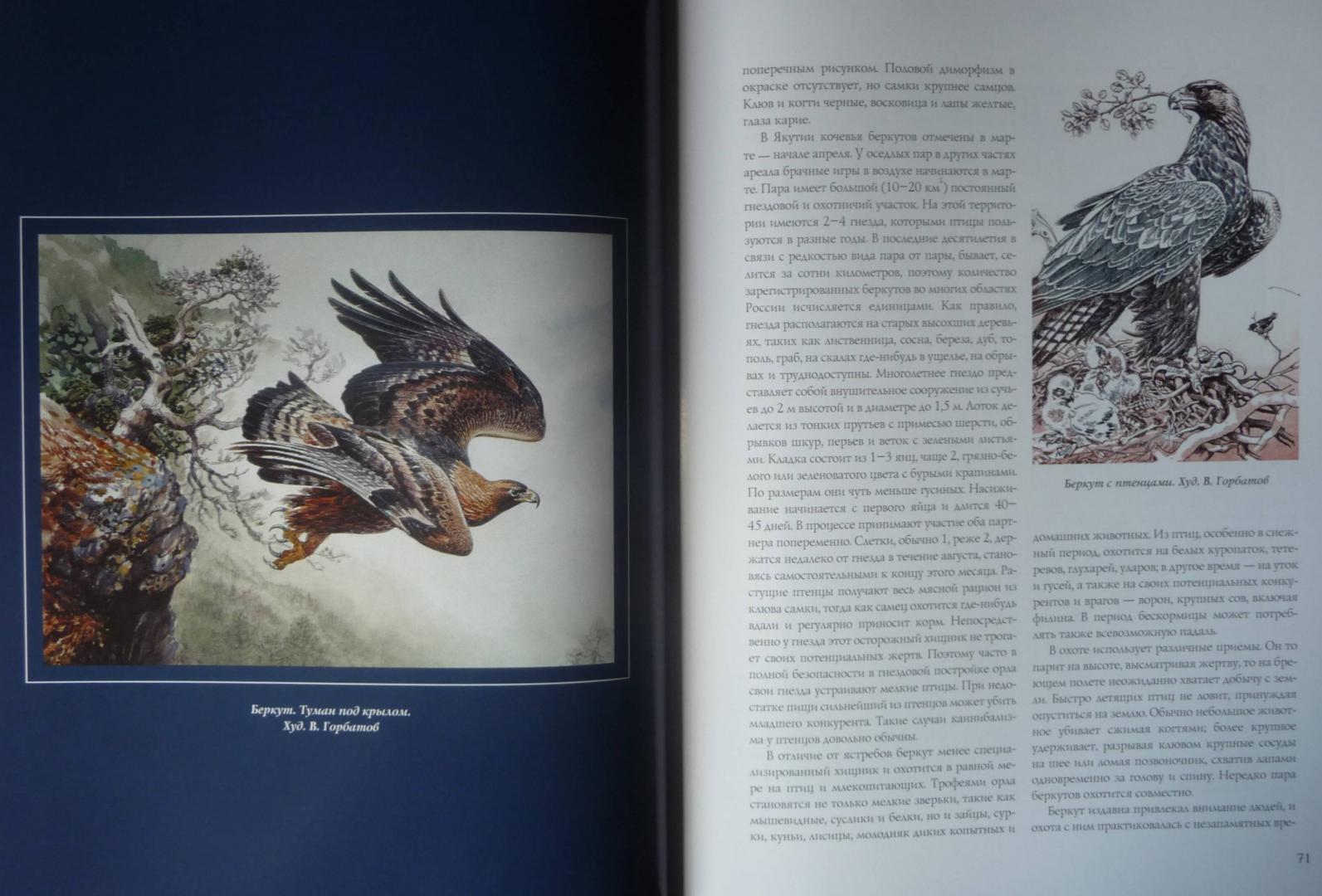 Иллюстрация 11 из 19 для Соколиная охота - Федоров, Малов | Лабиринт - книги. Источник: SiB