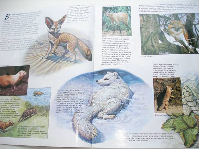 Иллюстрация 60 из 96 для Мир животных (17 книг в боксе) | Лабиринт - книги. Источник: Осьминожка