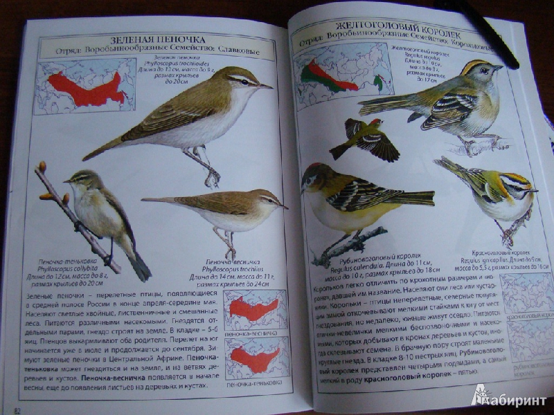 Иллюстрация 5 из 17 для Птицы России | Лабиринт - книги. Источник: WhiteOwl
