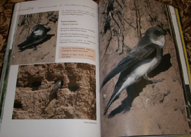 Иллюстрация 7 из 14 для Певчие птицы - Митителло, Хромушин | Лабиринт - книги. Источник: Ёжик