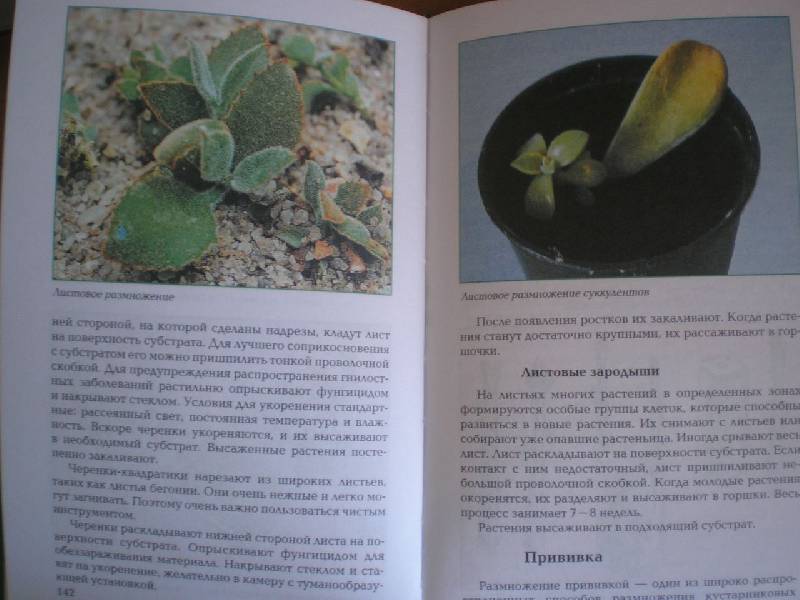 Иллюстрация 2 из 11 для Размножение растений - Т.В. Алдохина | Лабиринт - книги. Источник: Тарасенко  Екатерина Сергеевна