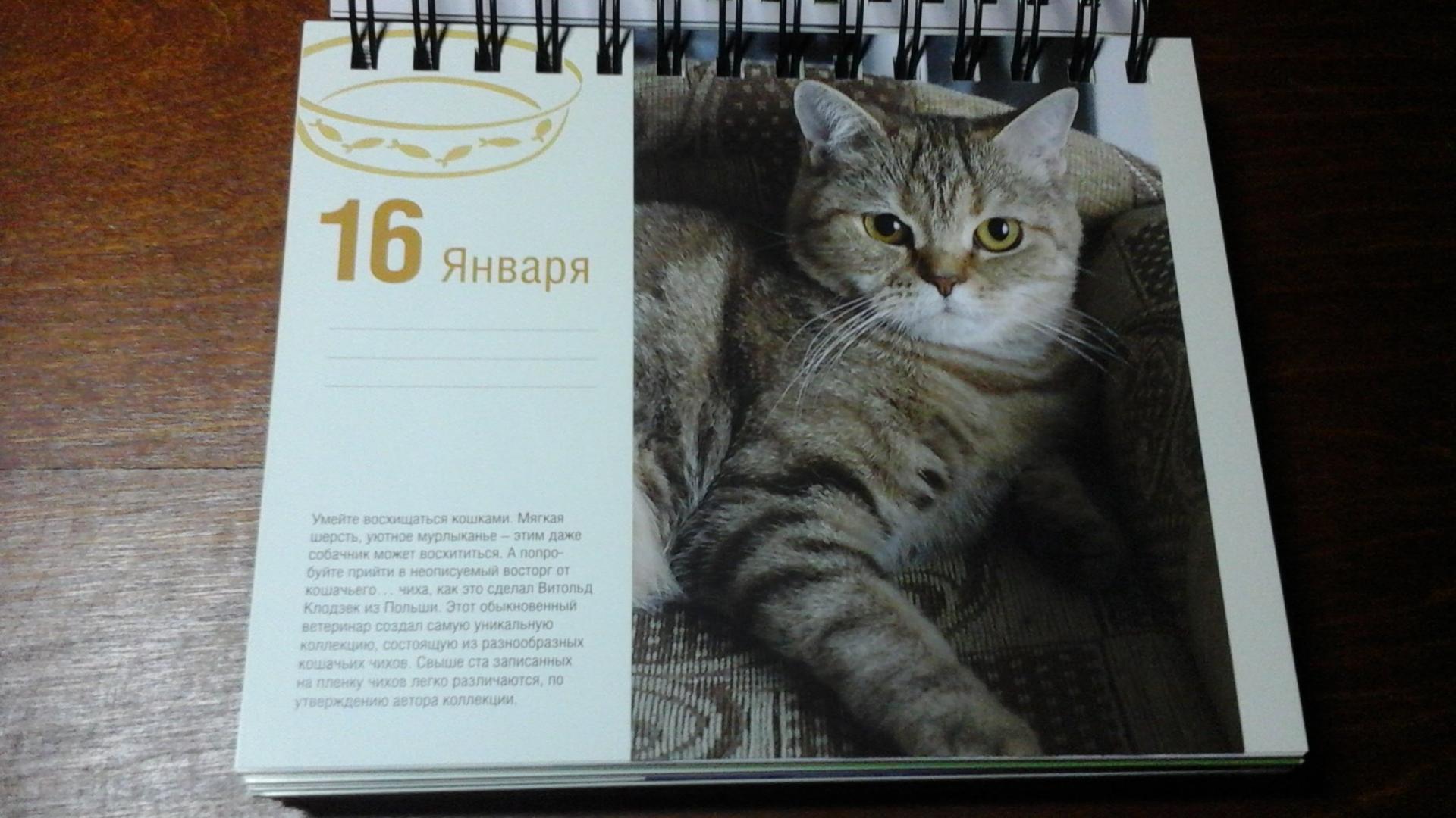 Иллюстрация 36 из 37 для Календарь "Котики. Лучшие кото-фото. 365 дней в году", универсальный - Евгения Гюнтер | Лабиринт - сувениры. Источник: ЛиС-а