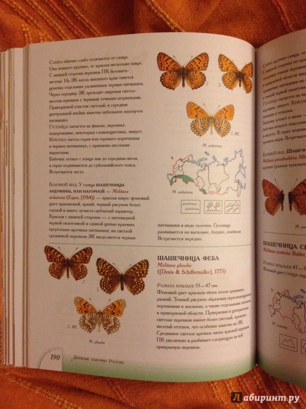 Иллюстрация 46 из 53 для Определитель бабочек России. Дневные бабочки - Сочивко, Каабак | Лабиринт - книги. Источник: arawacus