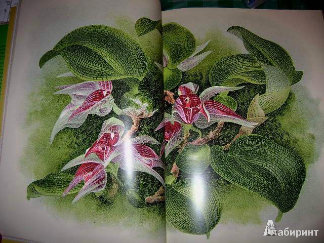 Иллюстрация 10 из 38 для Орхидеи. Линдения - иконография орхидей | Лабиринт - книги. Источник: Lunna