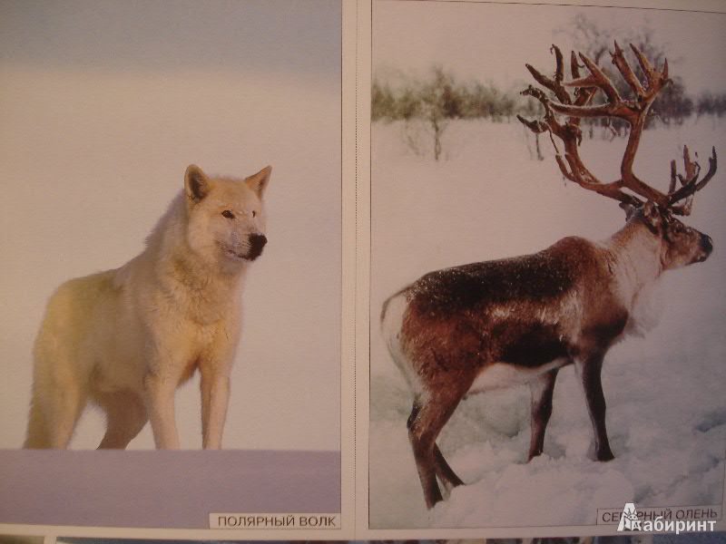 Иллюстрация 8 из 11 для Мир в картинках. Арктика и Антарктика. 3-7лет. | Лабиринт - книги. Источник: Lubochka
