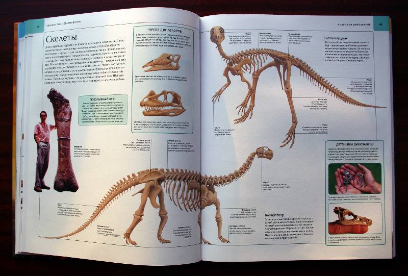 Иллюстрация 92 из 109 для Динозавры. Иллюстрированный атлас - Майкл Бретт-Шуман | Лабиринт - книги. Источник: Валерия