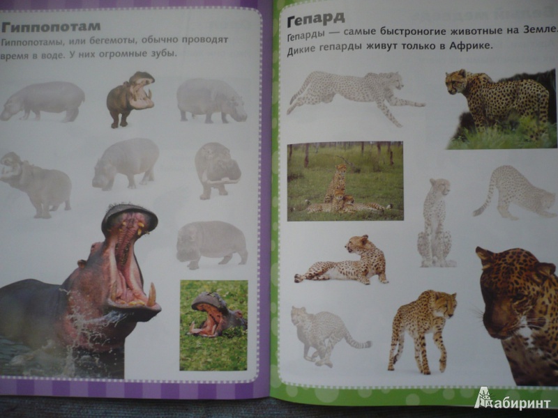 Иллюстрация 7 из 44 для Дикие животные. Наклеивай и учись | Лабиринт - книги. Источник: angela_kvitka