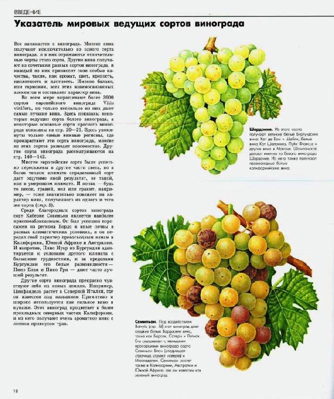 Иллюстрация 25 из 44 для Вино | Лабиринт - книги. Источник: Юта