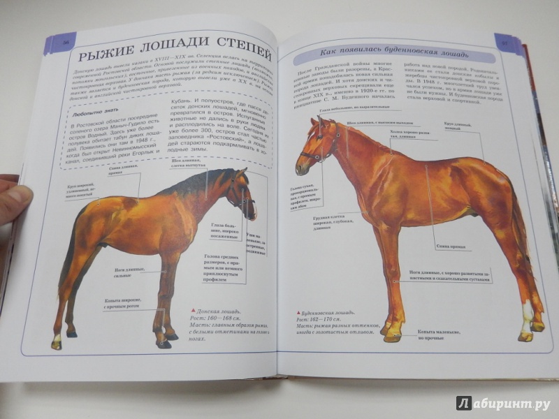 Купить книгу лошади. Книга лошади и пони. Книги о лошадях для детей. Мини энциклопедия лошади и пони.