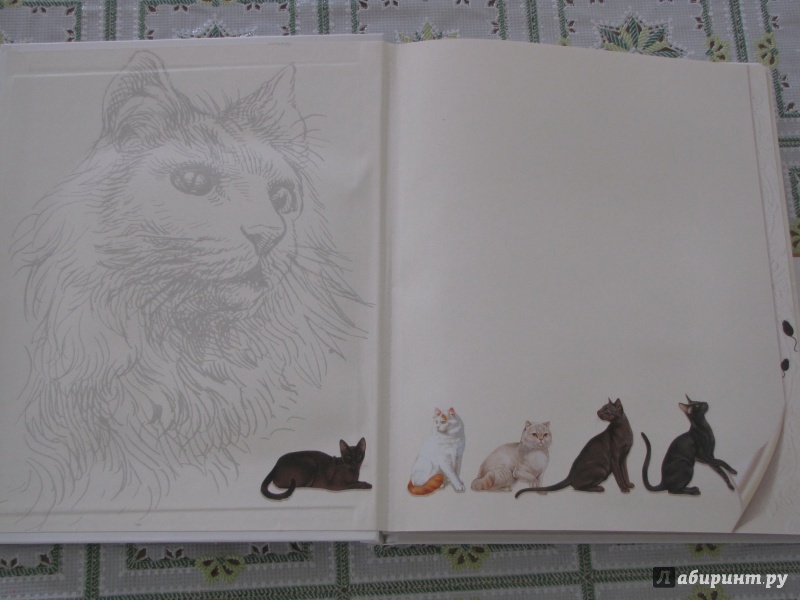 Иллюстрация 3 из 40 для Кошки. Подарок для всех, кто влюблен в кошек - Жан Кювелье | Лабиринт - книги. Источник: Nalyc