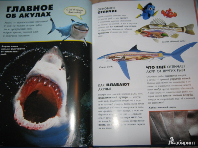 Иллюстрация 10 из 40 для Акулы | Лабиринт - книги. Источник: Евгения39