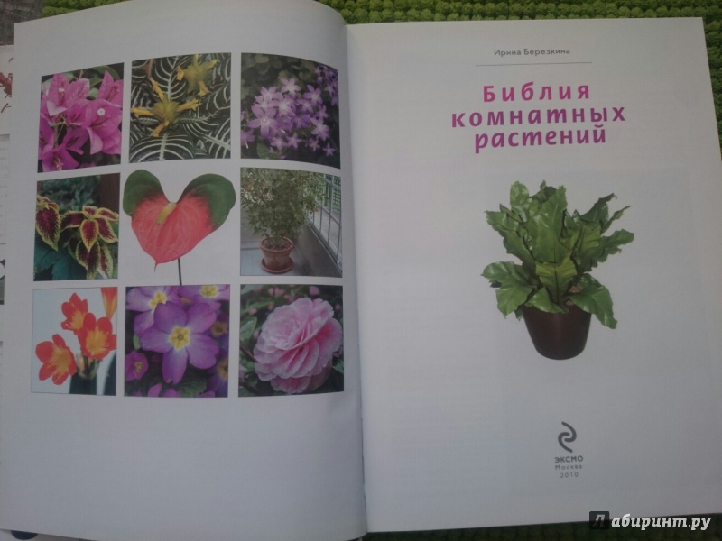 Иллюстрация 3 из 10 для Библия комнатных растений - Ирина Березкина | Лабиринт - книги. Источник: RainbowMama