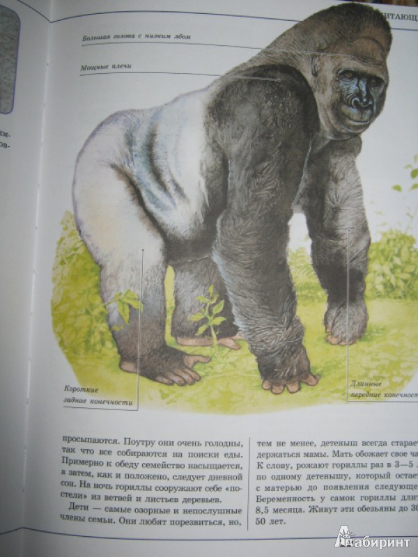 Иллюстрация 8 из 31 для Животные | Лабиринт - книги. Источник: Евгения39