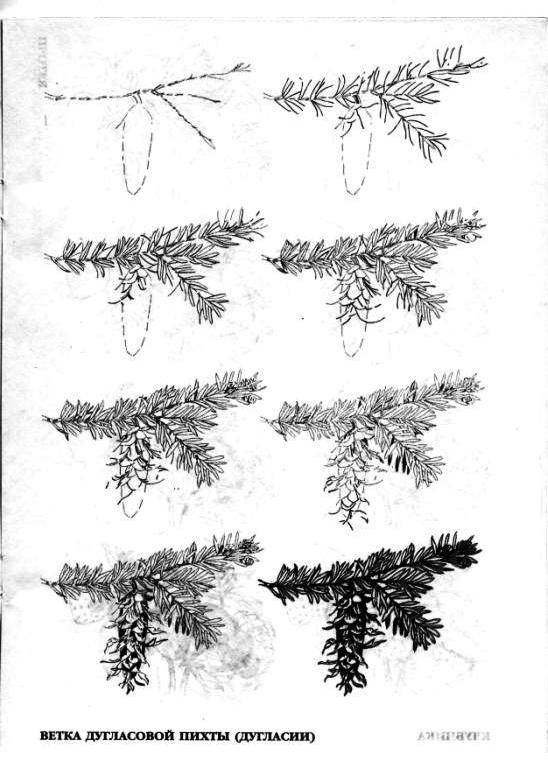 Иллюстрация 27 из 29 для Рисуем 50 цветов и деревьев - Эймис, Эймис | Лабиринт - книги. Источник: фиалка