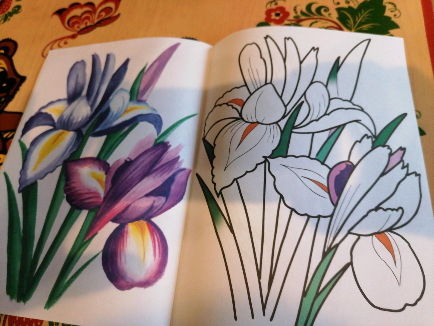 Иллюстрация 10 из 16 для Цветы садовые | Лабиринт - книги. Источник: Савушкина Ольга