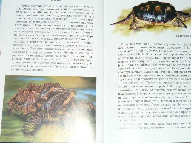 Иллюстрация 3 из 24 для Рептилии - Андрей Руденко | Лабиринт - книги. Источник: Ромашка:-)