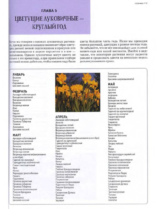 Иллюстрация 32 из 32 для Все о луковичных растениях - Дэвид Хессайон | Лабиринт - книги. Источник: Кнопа2