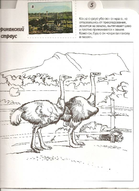 Иллюстрация 2 из 3 для Птицы - Николай Дроздов | Лабиринт - книги. Источник: ТОЧКА