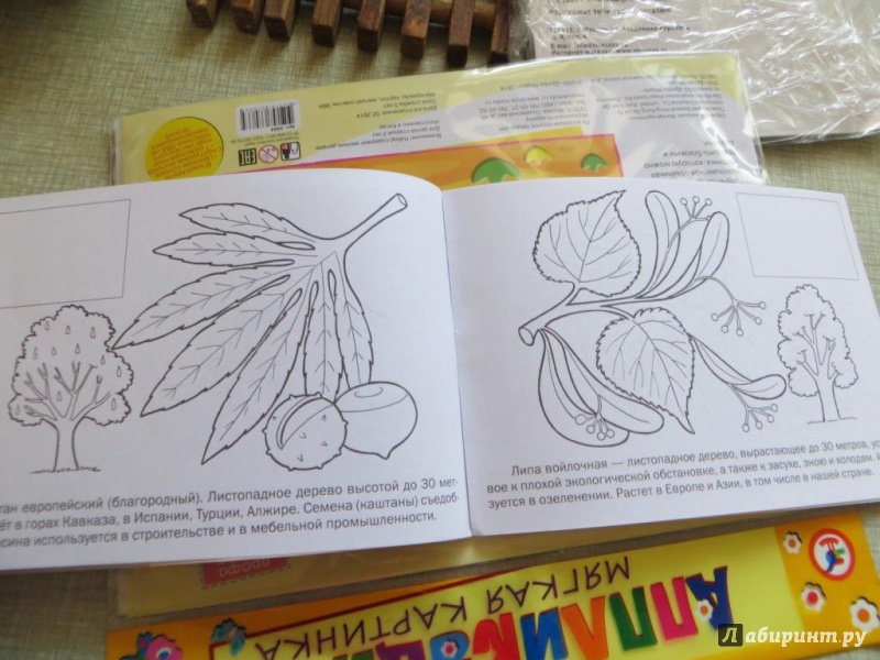 Иллюстрация 3 из 12 для Мои первые уроки. Деревья и листья | Лабиринт - книги. Источник: Ko-ren