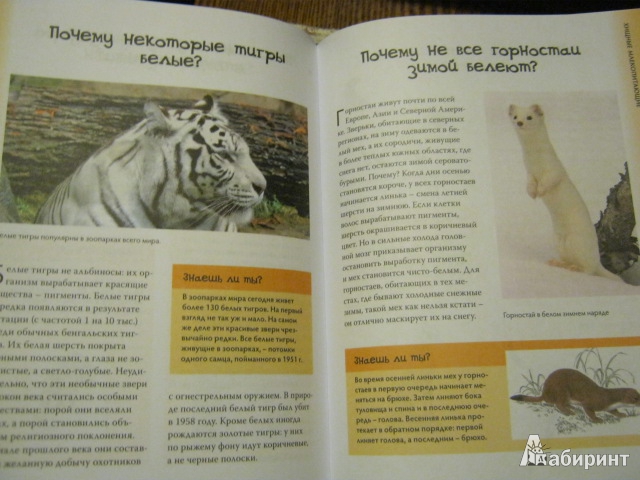Иллюстрация 9 из 25 для Энциклопедия знаешь ли ты? Млекопитающие - Эми-Джейн Бер | Лабиринт - книги. Источник: Евгения39