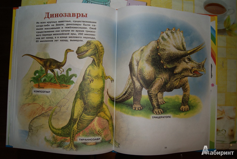 Иллюстрация 22 из 37 для Животные | Лабиринт - книги. Источник: Эрзюкова  Елена Алексеевна