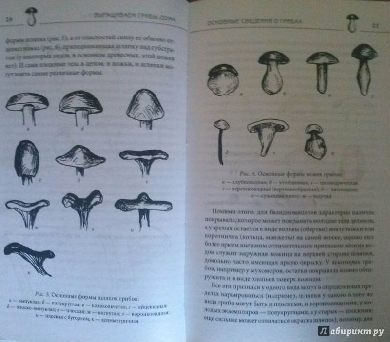 Иллюстрация 2 из 8 для Вешенка, шампиньоны, шиитаке, опята. Выращиваем грибы дома - Мария Цветкова-Верниченко | Лабиринт - книги. Источник: SiB