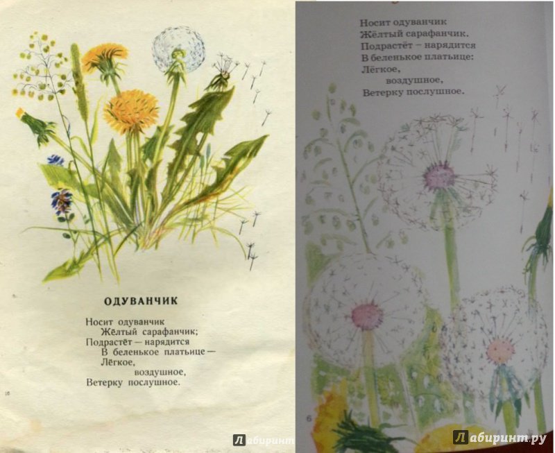 Иллюстрация 61 из 69 для Наши цветы - Екатерина Серова | Лабиринт - книги. Источник: Ф  Мария