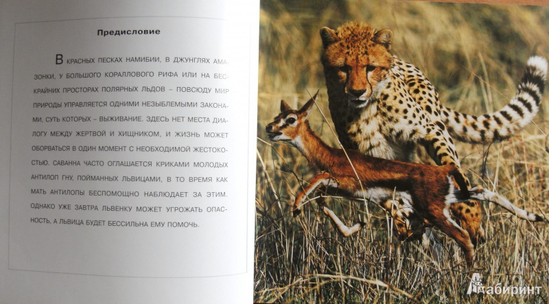 Иллюстрация 5 из 8 для Дикая природа - Гуаита, Банфи, Барделли | Лабиринт - книги. Источник: Комаров Владимир