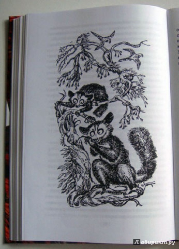 Иллюстрация 15 из 39 для Ай-ай и я - Джеральд Даррелл | Лабиринт - книги. Источник: Ева.