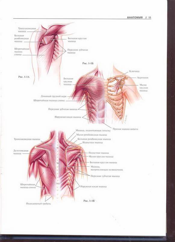 Иллюстрация 3 из 30 для Атлас торакальной хирургии - Марк Фергюсон | Лабиринт - книги. Источник: Ялина