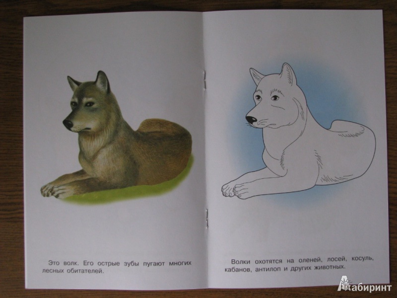 Иллюстрация 6 из 26 для Раскраска "Лесные животные" | Лабиринт - книги. Источник: Tulpu