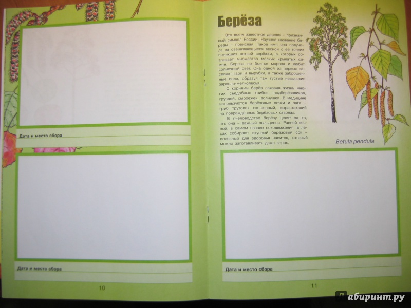 Иллюстрация 20 из 25 для Деревья и кустарники - Сергей Шустов | Лабиринт - книги. Источник: RoMamka
