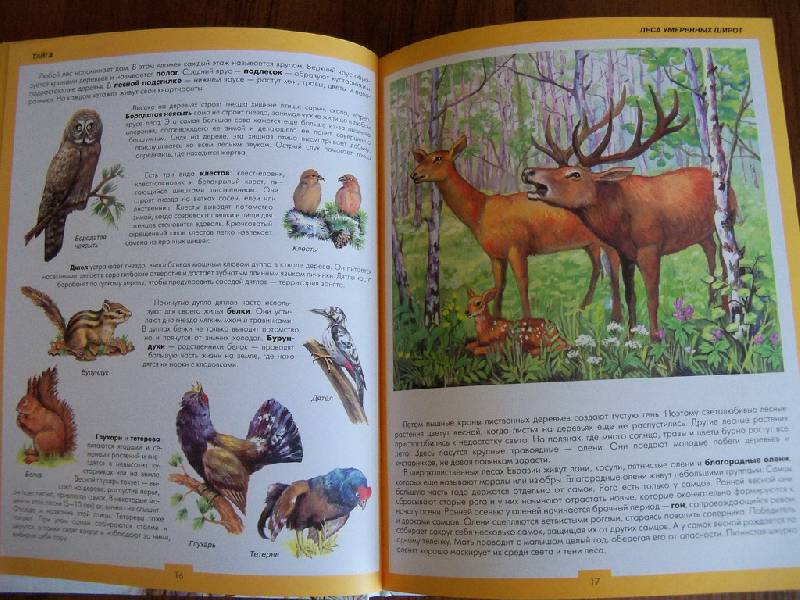 Иллюстрация 12 из 31 для Атлас животных | Лабиринт - книги. Источник: Photine