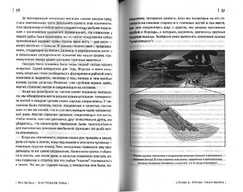 Иллюстрация 24 из 27 для Внутренняя рыба: История человеческого тела с древнейших времен до наших дней - Нил Шубин | Лабиринт - книги. Источник: OOlga