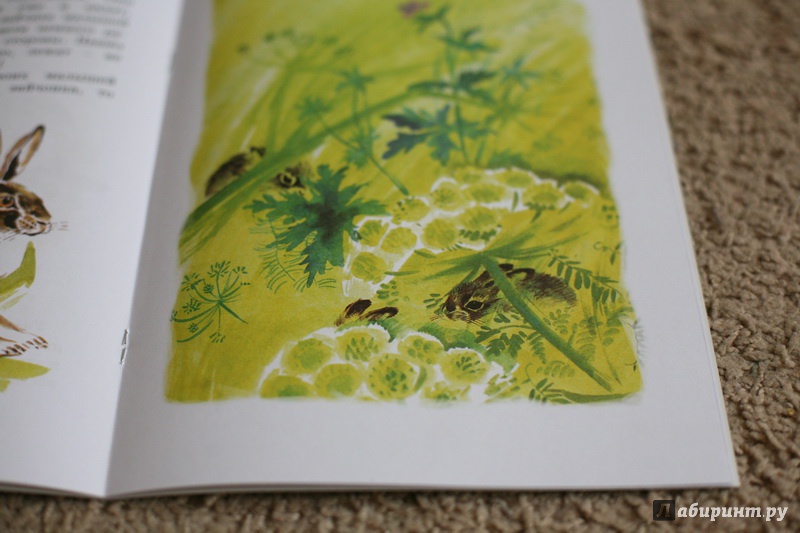 Иллюстрация 37 из 59 для Как заяц в лесу живёт - Вера Чаплина | Лабиринт - книги. Источник: дважды