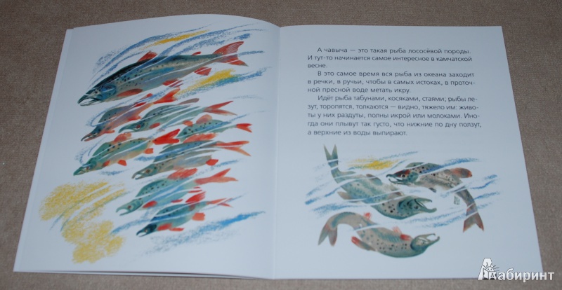 Иллюстрация 5 из 15 для Медведь-рыбак - Евгений Чарушин | Лабиринт - книги. Источник: Книжный кот
