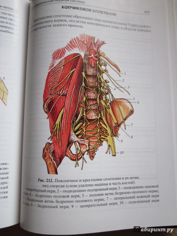 Иллюстрация 10 из 10 для Анатомия человека. Учебник для медицинских училищ и колледжей - Сапин, Билич | Лабиринт - книги. Источник: Белослава7