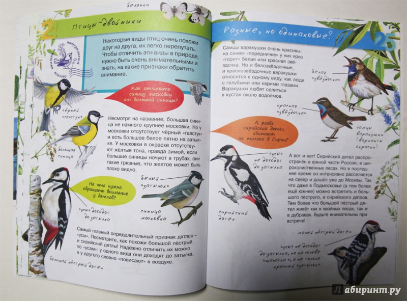Иллюстрация 6 из 32 для Птицы - Петр Волцит | Лабиринт - книги. Источник: Лукина  Мария