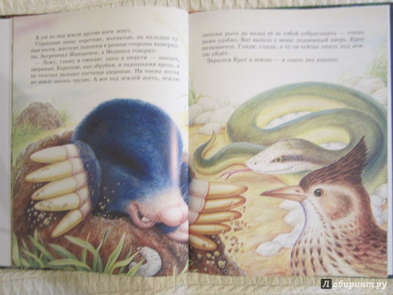 Иллюстрация 7 из 18 для Лесные домишки - Виталий Бианки | Лабиринт - книги. Источник: ЮлияО