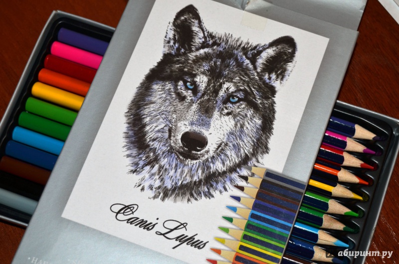 Иллюстрация 18 из 55 для Набор цветных карандашей, 12 цветов "Волк" (32870-12) | Лабиринт - канцтовы. Источник: D8  _