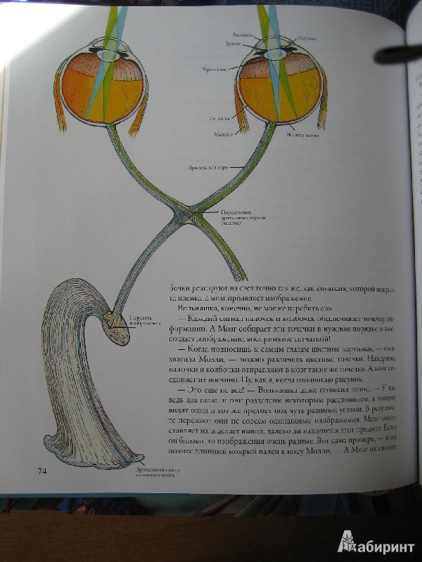 Иллюстрация 57 из 60 для Тайны анатомии - Кэрол Доннер | Лабиринт - книги. Источник: Макарова  Елена