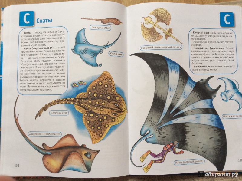 Иллюстрация 11 из 30 для Океаны и моря | Лабиринт - книги. Источник: Умная Дуня