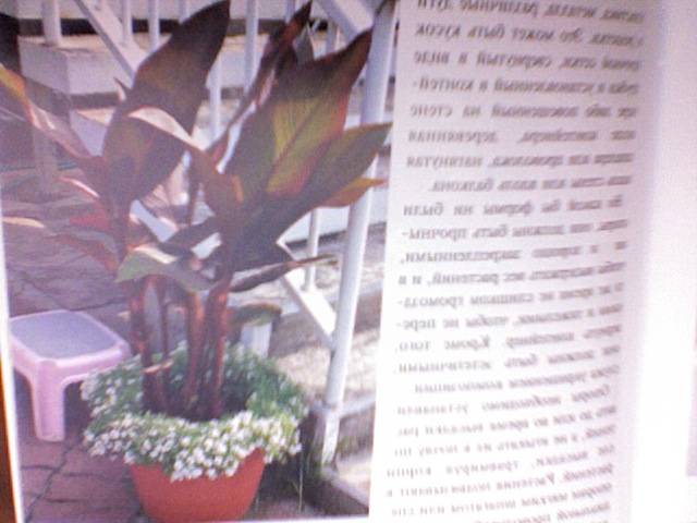 Иллюстрация 9 из 21 для Контейнерные растения - Елена Колесникова | Лабиринт - книги. Источник: svetl@n@