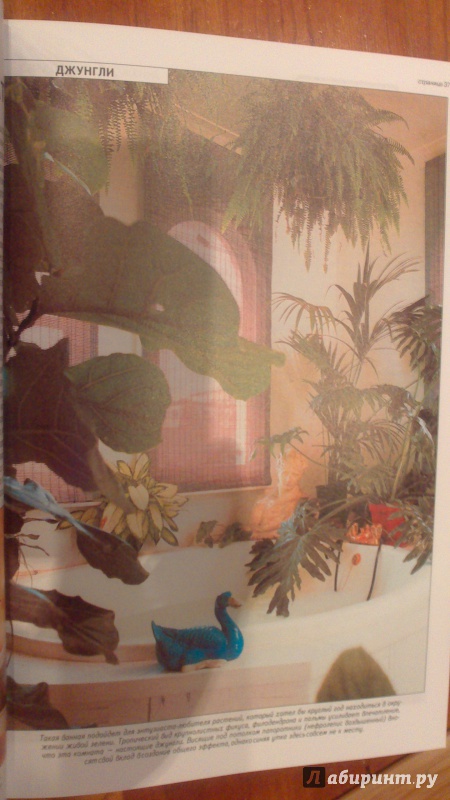 Иллюстрация 24 из 38 для Все о комнатных растениях - Дэвид Хессайон | Лабиринт - книги. Источник: bamboo