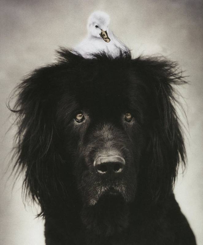Иллюстрация 10 из 18 для 101 фотогерой. С любовью к собакам - Рейчел Хэйл | Лабиринт - книги. Источник: ЛиС-а