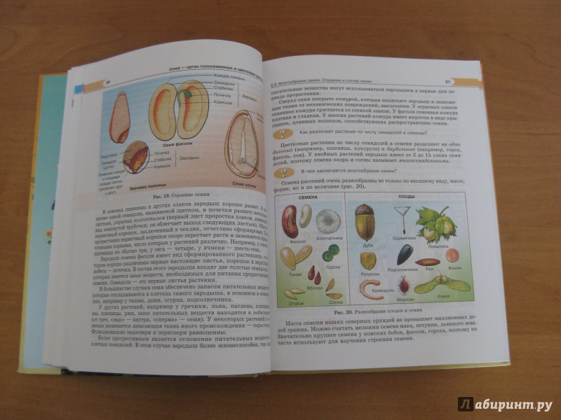 Иллюстрация 33 из 34 для Биология. Растения, бактерии, грибы, лишайники. 6 класс. Учебник - Трайтак, Трайтак | Лабиринт - книги. Источник: Лабиринт