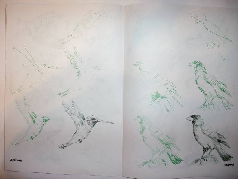 Иллюстрация 5 из 22 для Рисуем 50 птиц - Эймис, Д'Адамо | Лабиринт - книги. Источник: Tiger.
