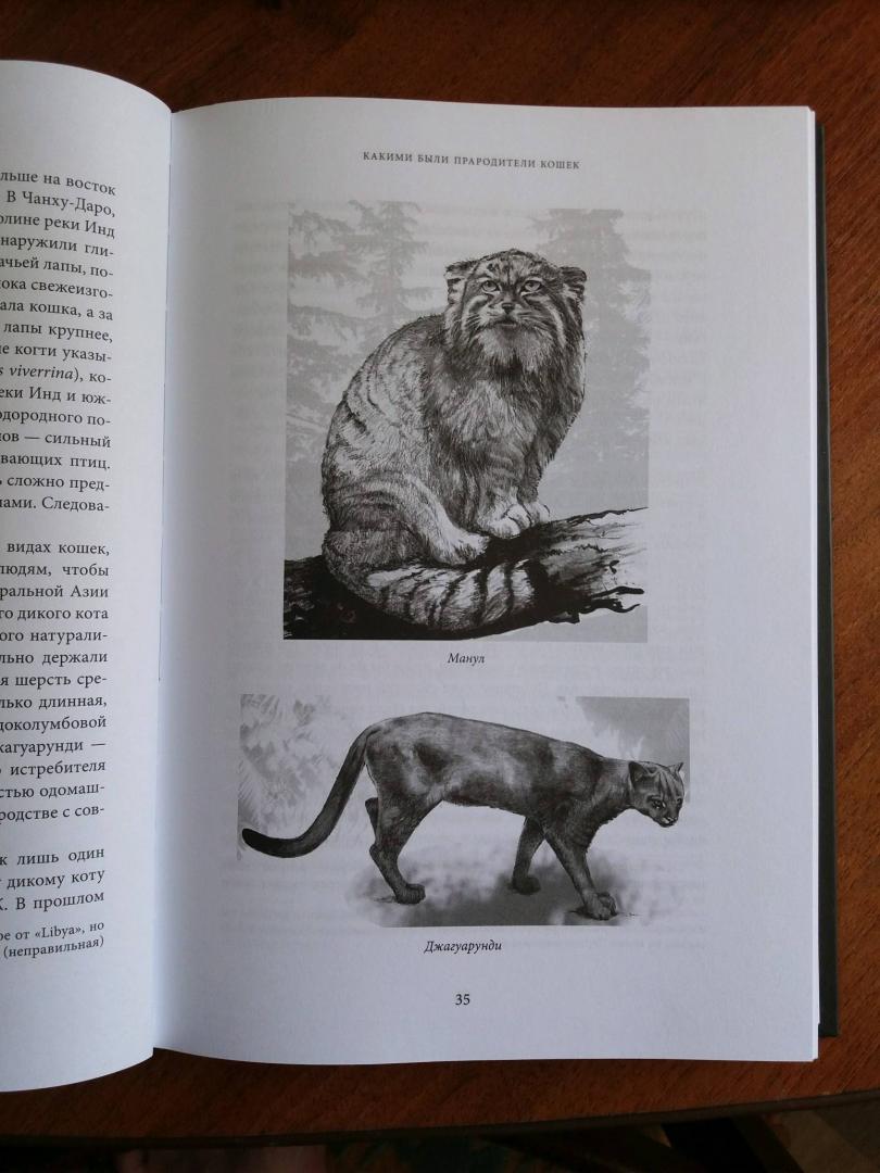 Иллюстрация 8 из 21 для Тайная жизнь кошки. Как понять истинную природу питомца и стать для него лучшим другом - Джон Брэдшоу | Лабиринт - книги. Источник: Лабиринт
